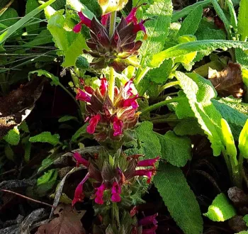 Hummingbird sage, Brent McGhie