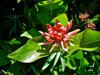 Spicebush, Brent McGhie