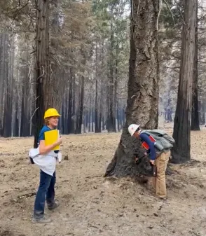 Post-fire reforestation