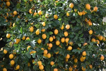 Bush full of bright yellow lemons.