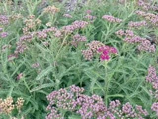 Rose yarrow. Photo: McDonald