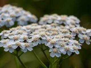 White Yarrow
