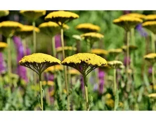 Yellow Yarrow Photo: Pixaby