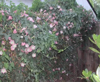Western morning glory vine on fence