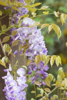 Wisteria flowers