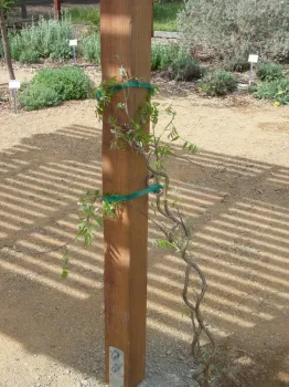 Young wisteria plant