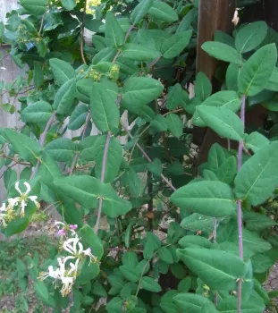 California honeysuckle