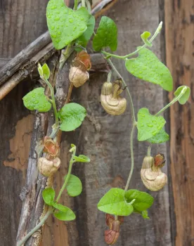 California pipevine flowers