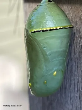 Henry as a beautiful chrysalis. (Photo by Alanna Brady)