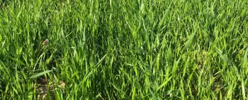 Italian ryegrass infestation in wheat