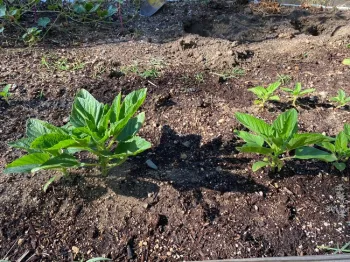 Small sesame plants in early July