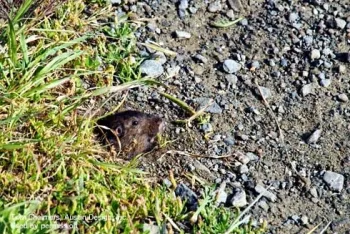 Gopher face looking outside a burrow.