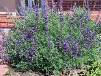 Silver Bush Lupine – Lupinus Albifrons