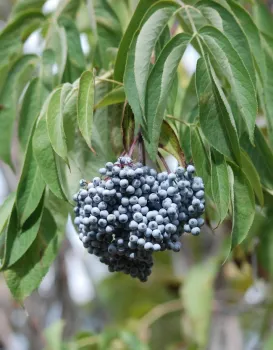 BlueElderberries