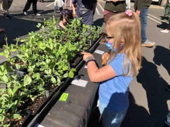 Shopping for plants at the Saturday Farmers Market, Debi Durham
