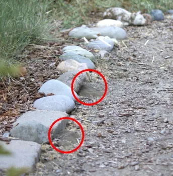 Bees will nest along straight lines or under the shade of rocks. The two small piles of soil next to the stones were excavated by bees to create their nests.