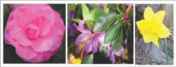 Camellia, Azalea, Daffodil