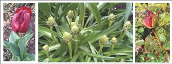 Tulip, Allium, Rosebud