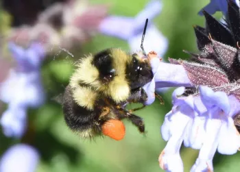 Black-tailed Bumble bee (Bombus melanopygus) with solidly-packed pollen basket, John Whittlesey