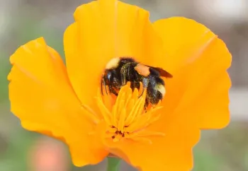 Bumble bee (B. californicus) on a poppy, John Whittlesey