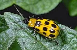 Western Spotted Cucumber Beetle