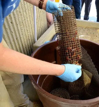 These cockroaches are ready to race. (Photo by Kathy Keatley Garvey)