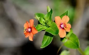 scarlet pimpernel