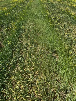 Drought Stressed Barley
