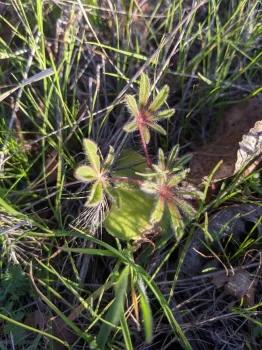 Yellow lupine begins to grow in late winter at Verbena Fields, Janeva Sorenson