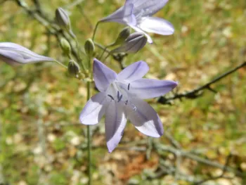 An Ithuriel's spear, photo by Sarah Angulo