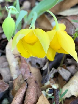 Diogenes' lantern, photo by Brook Gamble
