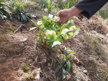 Out of clay and ashes, the hellebore thrives, Laura Lukes