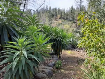Echium (left) - the “Dr. Suess” plant, Laura Lukes