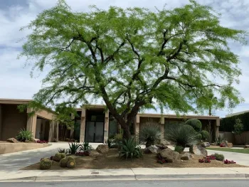 Trees cool driveways and homes