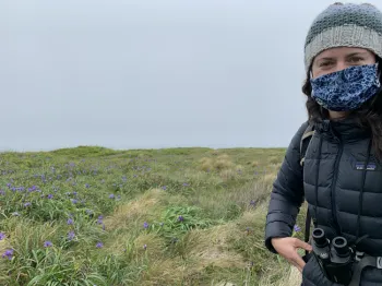 A field of iris (iris sp.) at Point Reyes National Seashore