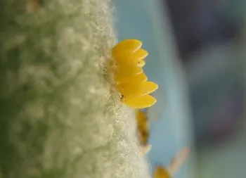 Ladybug eggs, Jeanette Alosi