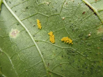 Ladybug eggs, Jeanette Alosi