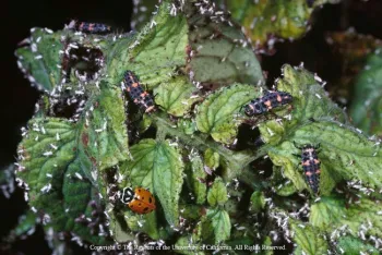 Lady beetle adult with several lady beetle larvae, UC Regents