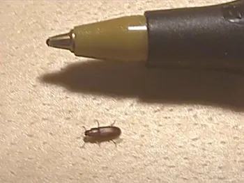 The red flour beetle is about 1/8th-inch long. (Bohart Museum of Entomology)