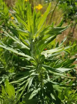 Mugwort is a powerful dream medicine, April Mangino