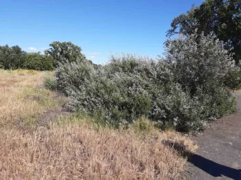 Seven years ago this yerba santa was a tiny start, Laura Lukes