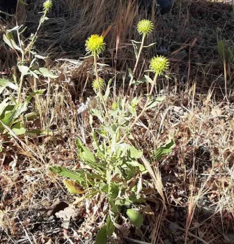 The spiky orb seedhead of grindelia, Laura Lukes