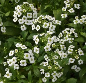 lobularia