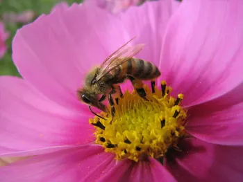 apis3_bugguide_john-p-kole