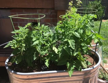 Patio tomatoes in trough - photo credit Erin Wright
