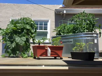 Rooftop garden - photo credit Erin Wright