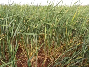 Drought Stressed Wheat