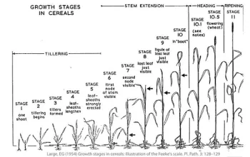Feekes Scale Cereal Growth Stages