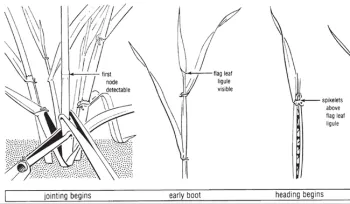 Jointing and Early Boot Stages Wheat