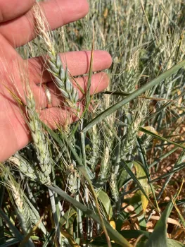 Blanks in Drought Stressed Wheat